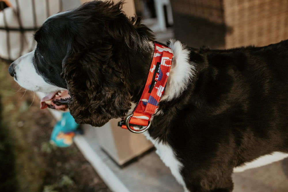 Boss Dog Tactical Collar strap close-up highlights durable nylon and hardware.