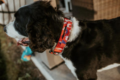 Boss Dog Tactical Collar strap close-up highlights durable nylon and hardware.