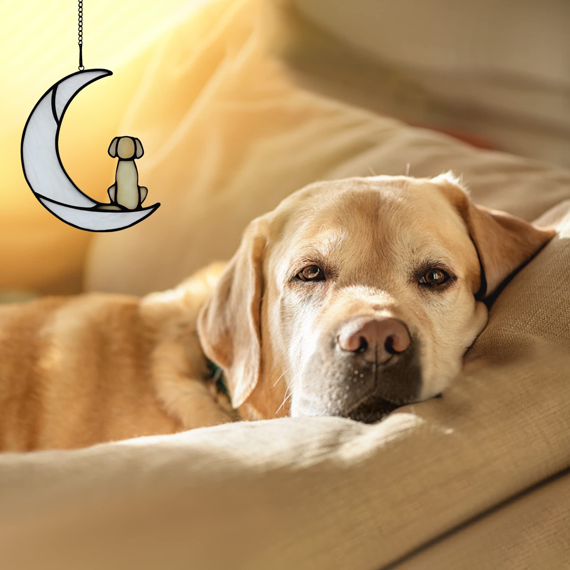 BOXCASA dog memorial display in living room creates gentle light near pet photos.