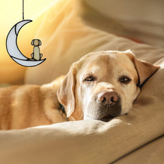 BOXCASA dog memorial display in living room creates gentle light near pet photos.