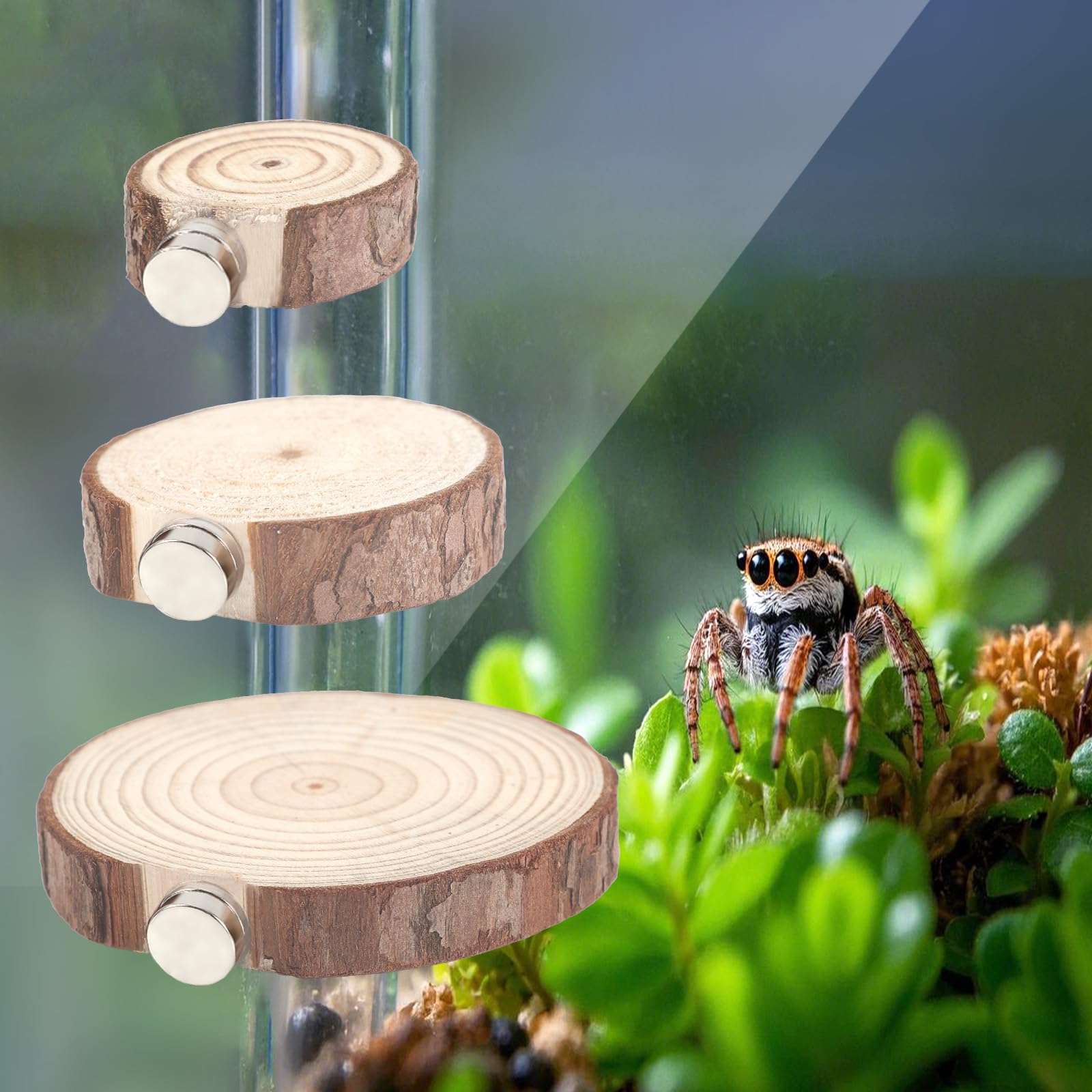 BOXOB arboreal spider habitat platform enhances climbing and exploration opportunities.