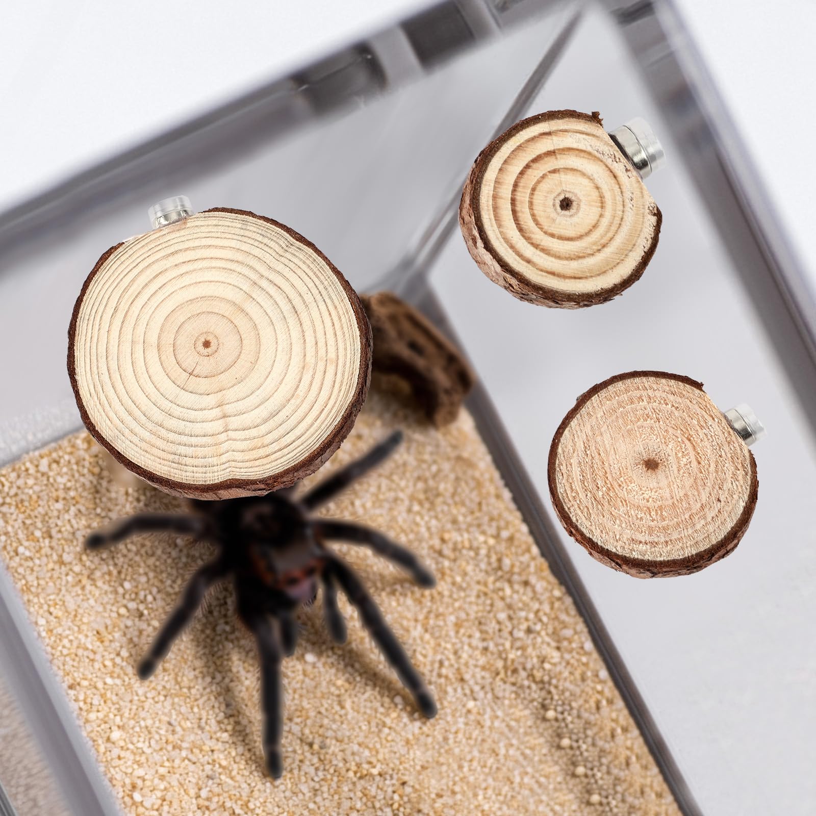 BOXOB enclosure-setup-demo shows quick magnetic placement inside a habitat.