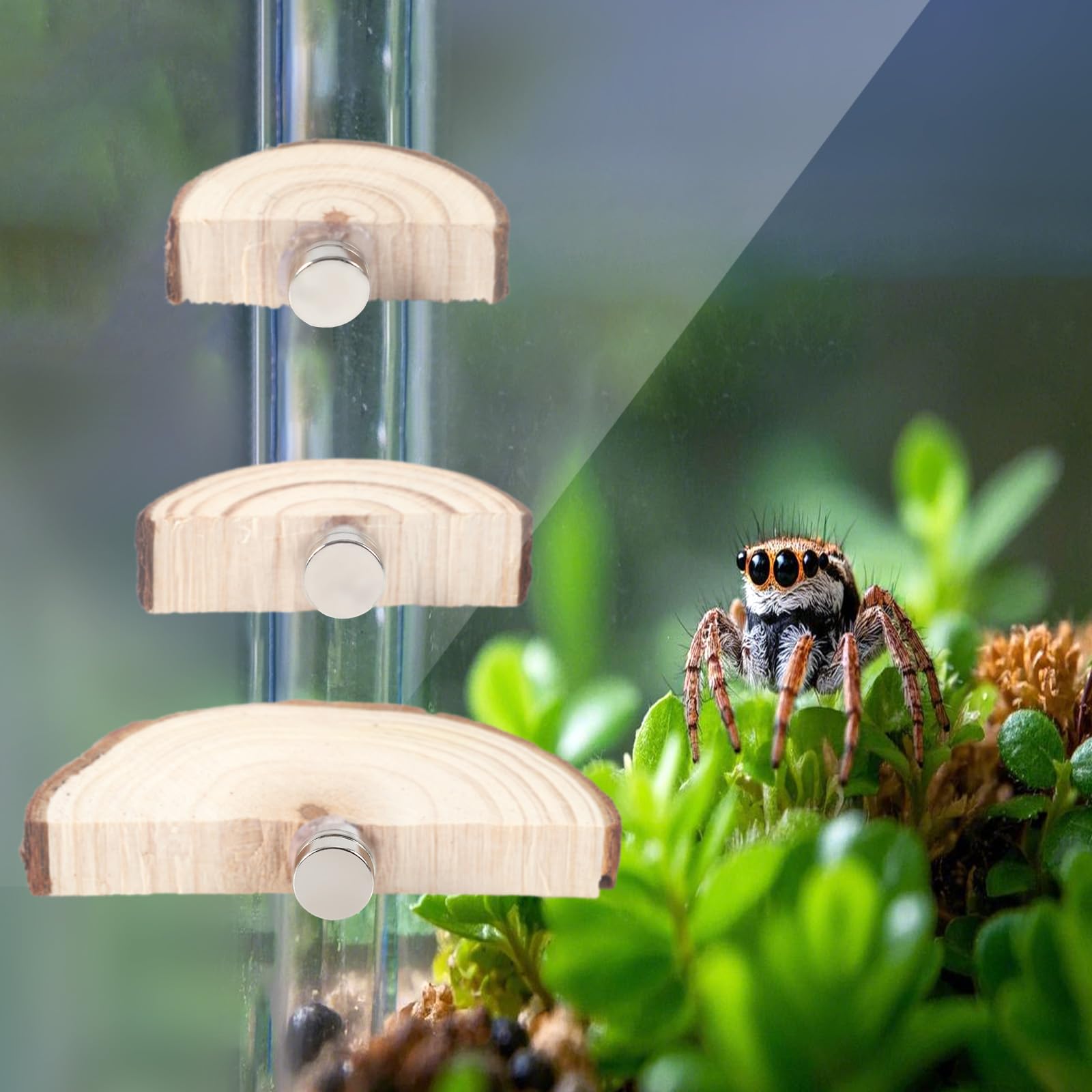 BOXOB wooden-iron ledges offer durable climbing surfaces for spiders