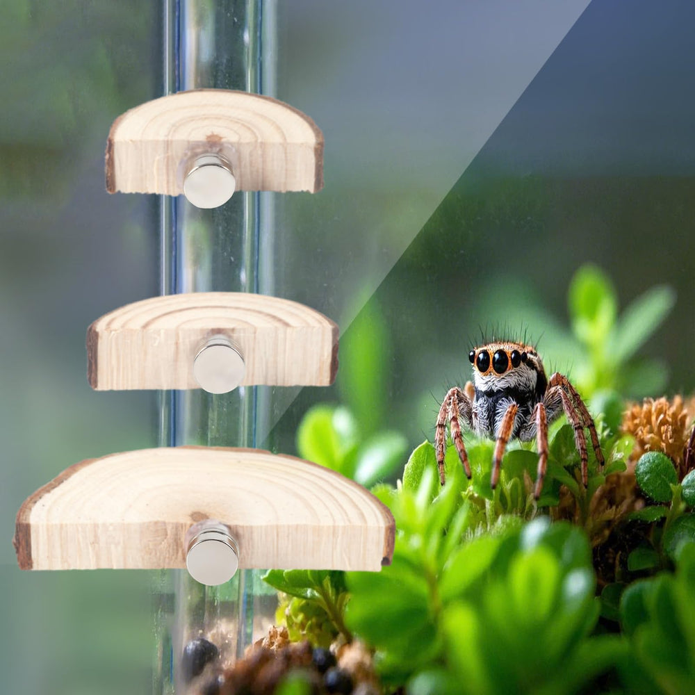 BOXOB wooden-iron ledges offer durable climbing surfaces for spiders