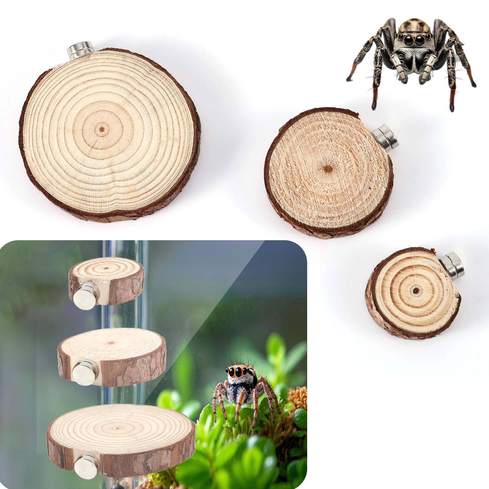 BOXOB jumping spider ledges wooden set offers a sturdy resting platform in enclosures.