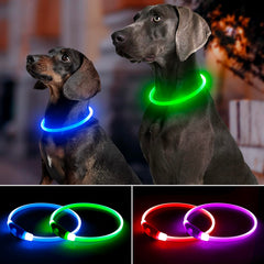 Bpawser LED dog collar at night enhances safety during night walks.