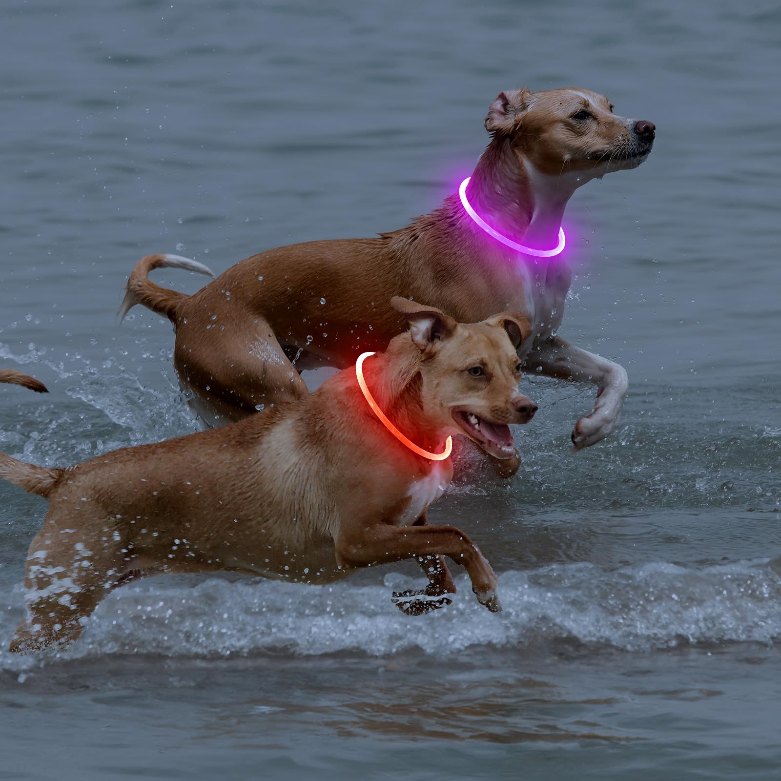 BPawser LED dog collar two-pack provides value with warranty and ongoing support.
