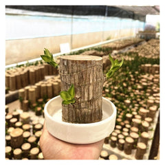 Brazilian Lucky Wood Plant hydroponics setup showing soil-free growth option