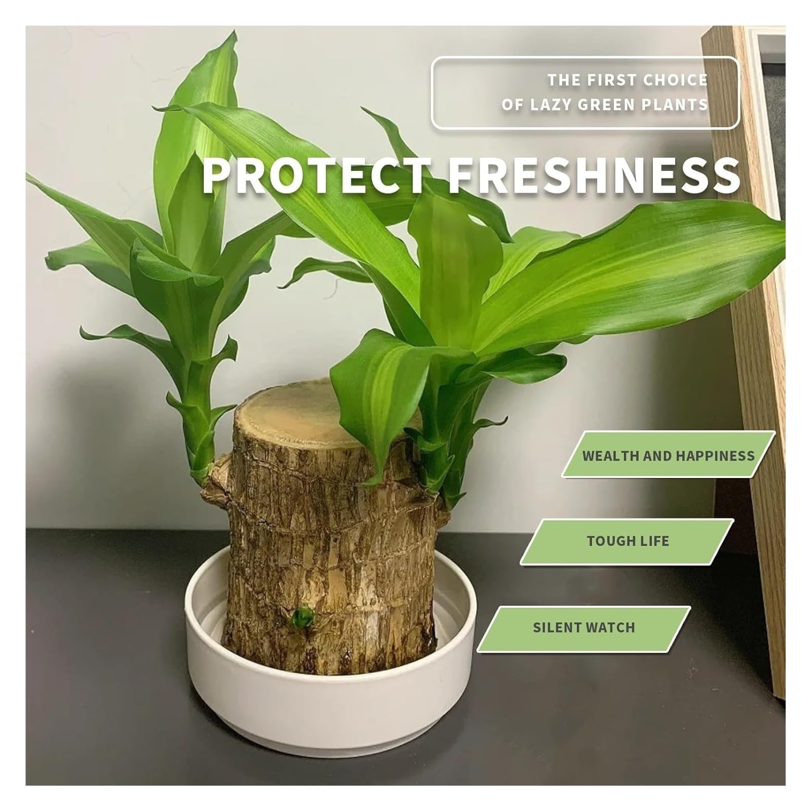 Brazilian Lucky Wood Plant ready-to-display packaging idea for gifting