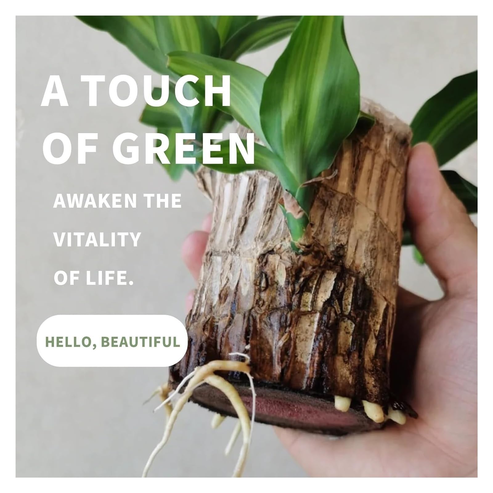 Brazilian Lucky Wood Plant water care tips and maintenance cues