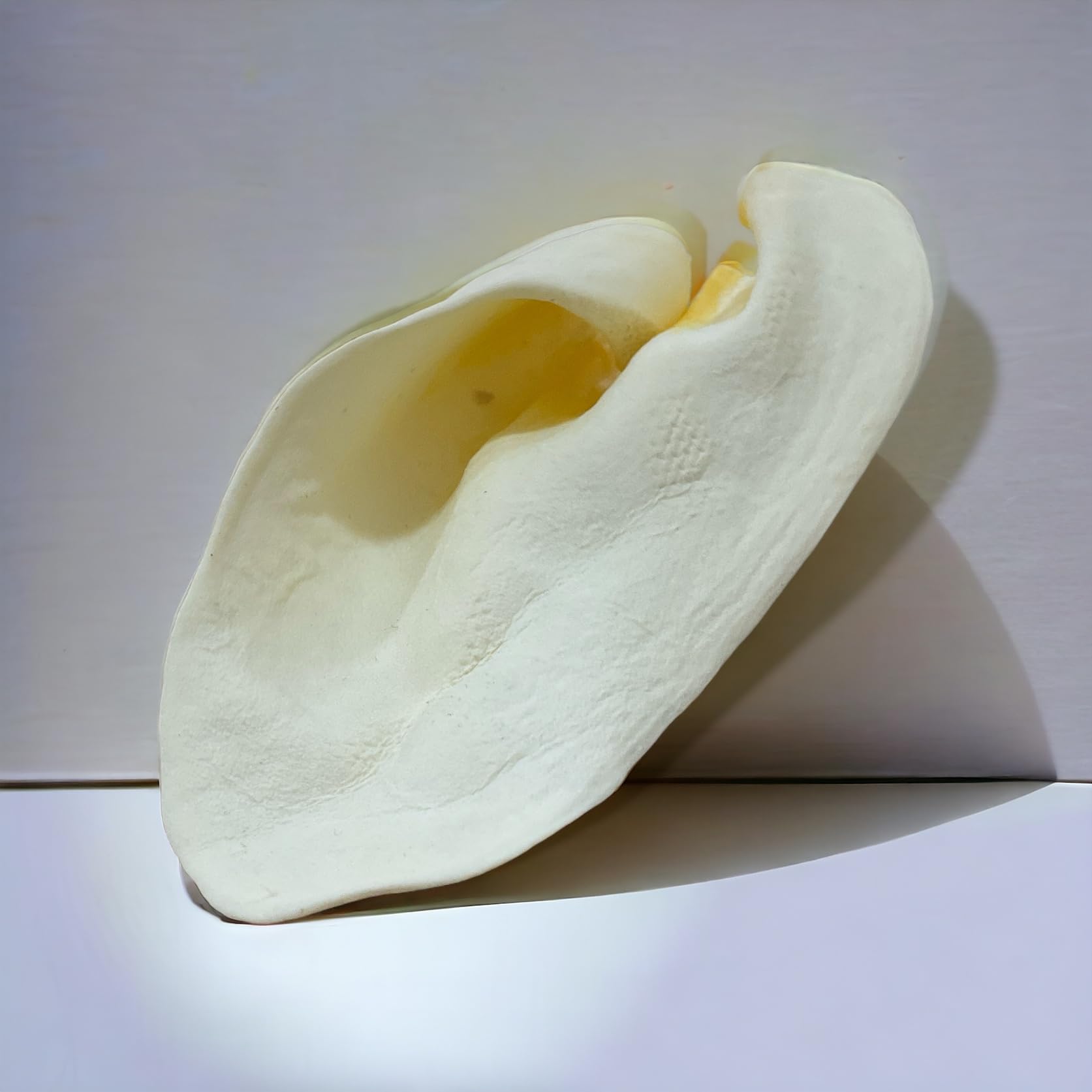 Brazilian Pet cow ears serving snack: ready-to-serve dog chew option