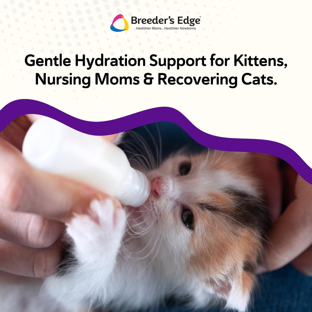 Kittens drinking water with Kitten Lyte mixed in for hydration.