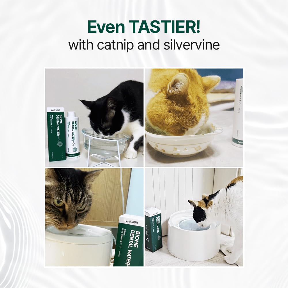 Breezytail PetO’Dent cat-drinking-water scene demonstrates hydration-friendly routine.