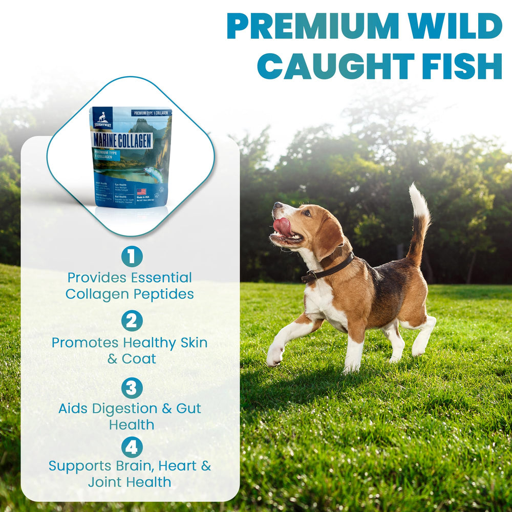 Brightway Pets dog enjoying a walk suggests improved mobility and joint comfort.
