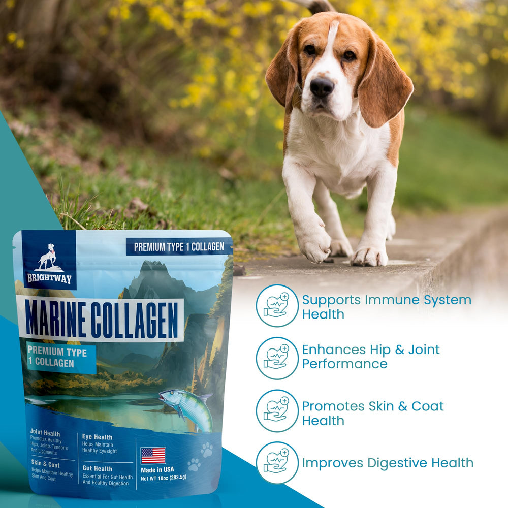 Brightway Pets serving bowl pairing shows easy meal integration for gut-friendly support.