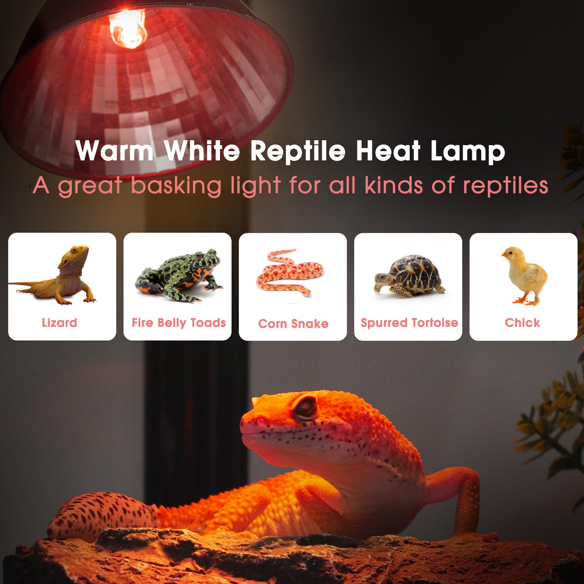Briignite Reptile Heat Lamp with dome aluminum reflector boosting UVA output