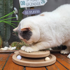 Britepaws cat track balls show rolling toy action for indoor hunting play