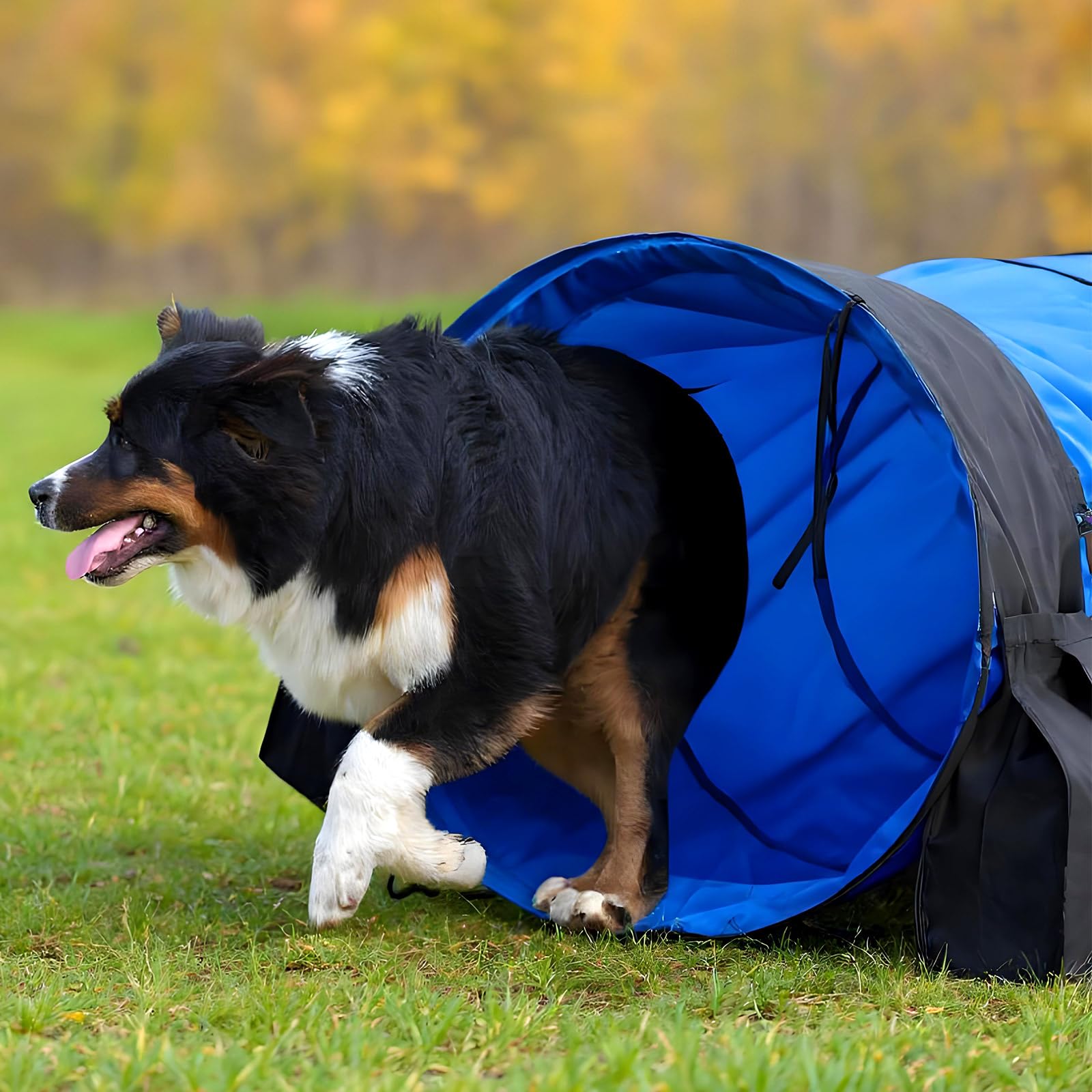 Briwooody agility tunnel tear-resistant material protects paws during play