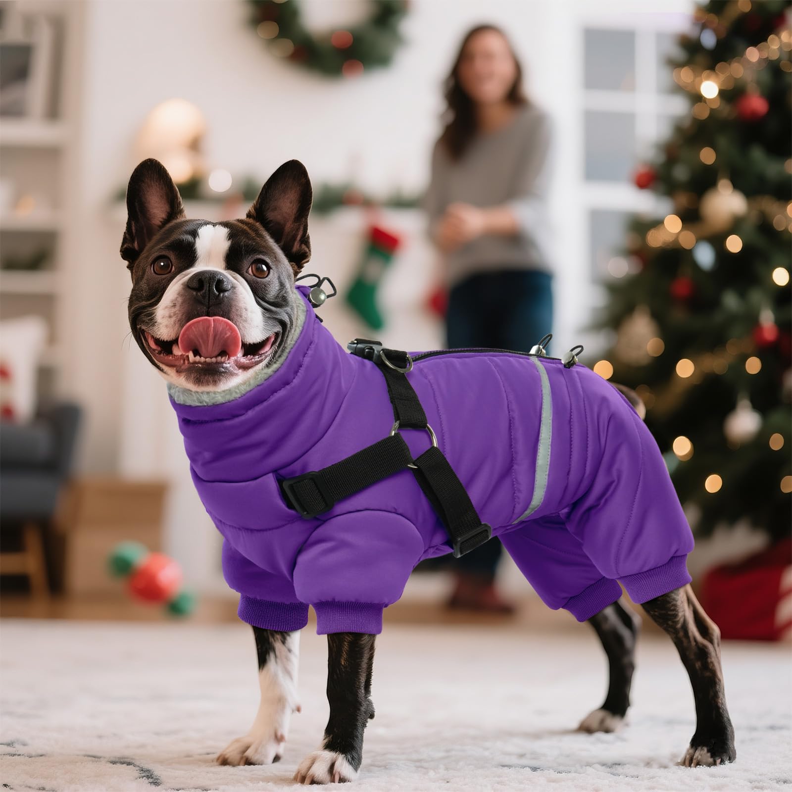 BRKURLEG purple coat on a walking dog during winter shows everyday use.
