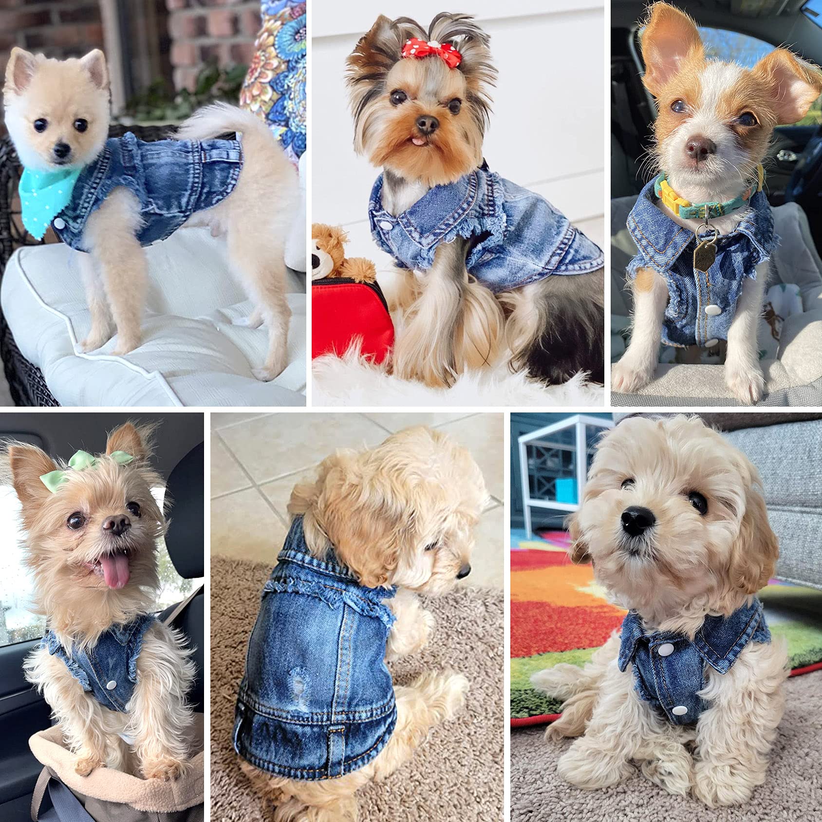 Brocarp Dog Jean Jacket photoshoot-ready look for cute pet pics