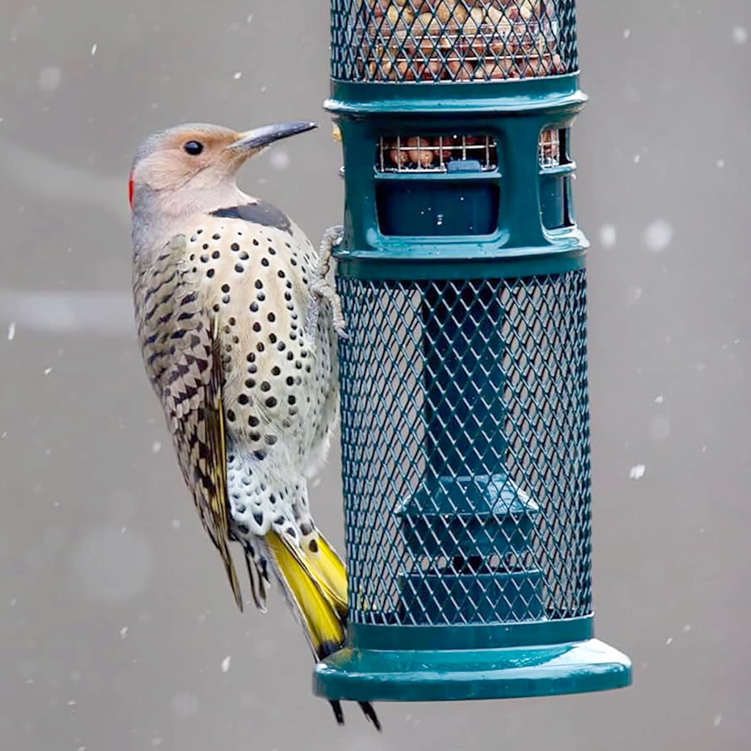 Brome Squirrel Buster feeder supports bird feeding with safe access.