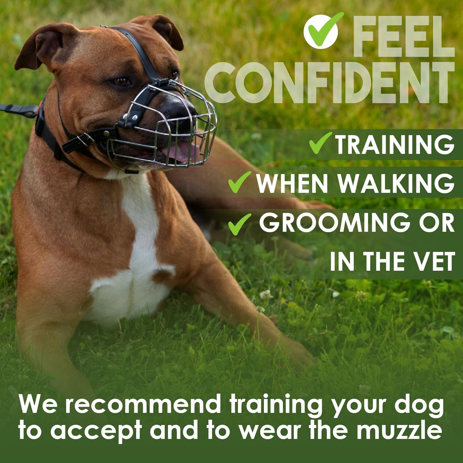 Uso diario BRONZEDOG para paseos y entrenamiento, con seguridad