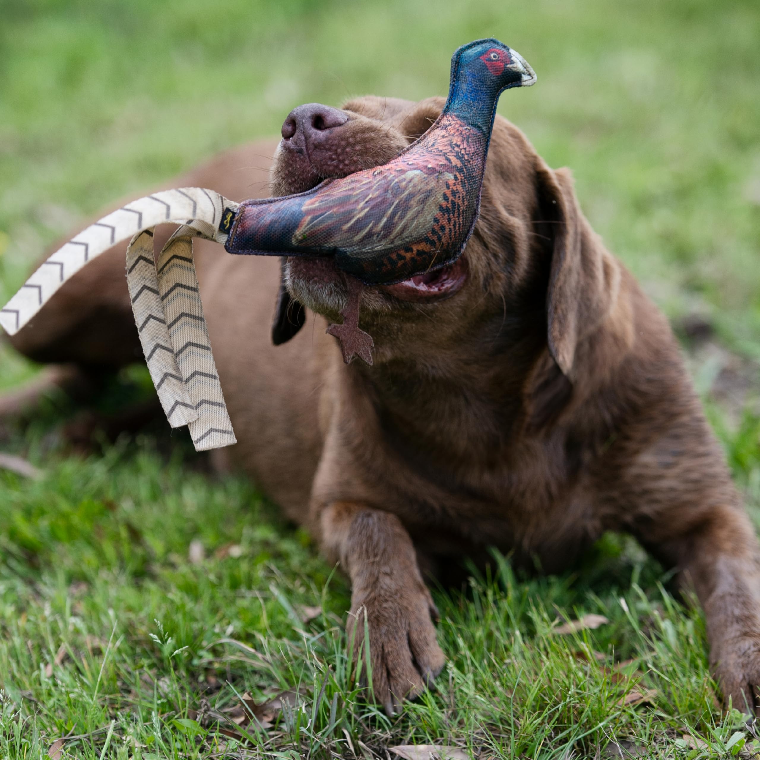 Browning Pheasant Chew Toy indoor outdoor use image shows versatile play locations.