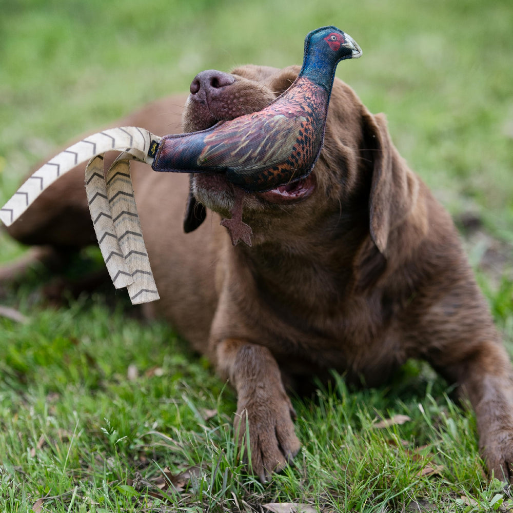 Browning Pheasant Chew Toy indoor outdoor use image shows versatile play locations.