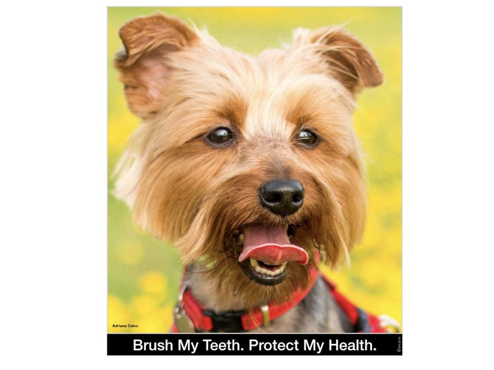 Brush My Teeth stand-up design allows bristles to air-dry after brushing
