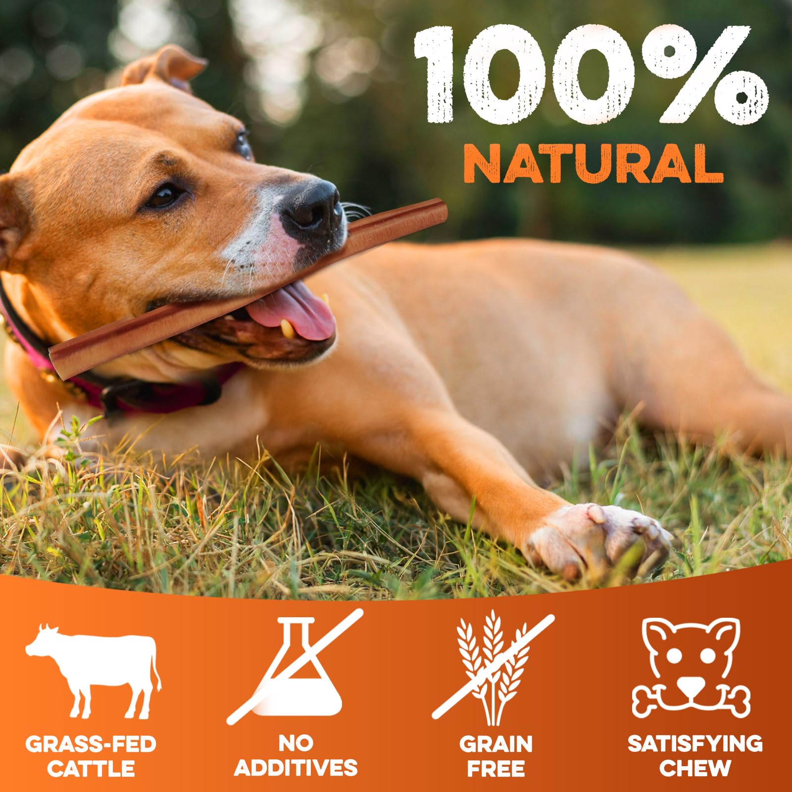 BRUTUS & BARNABY 12-inch chew, highly digestible and convenient for daily routines