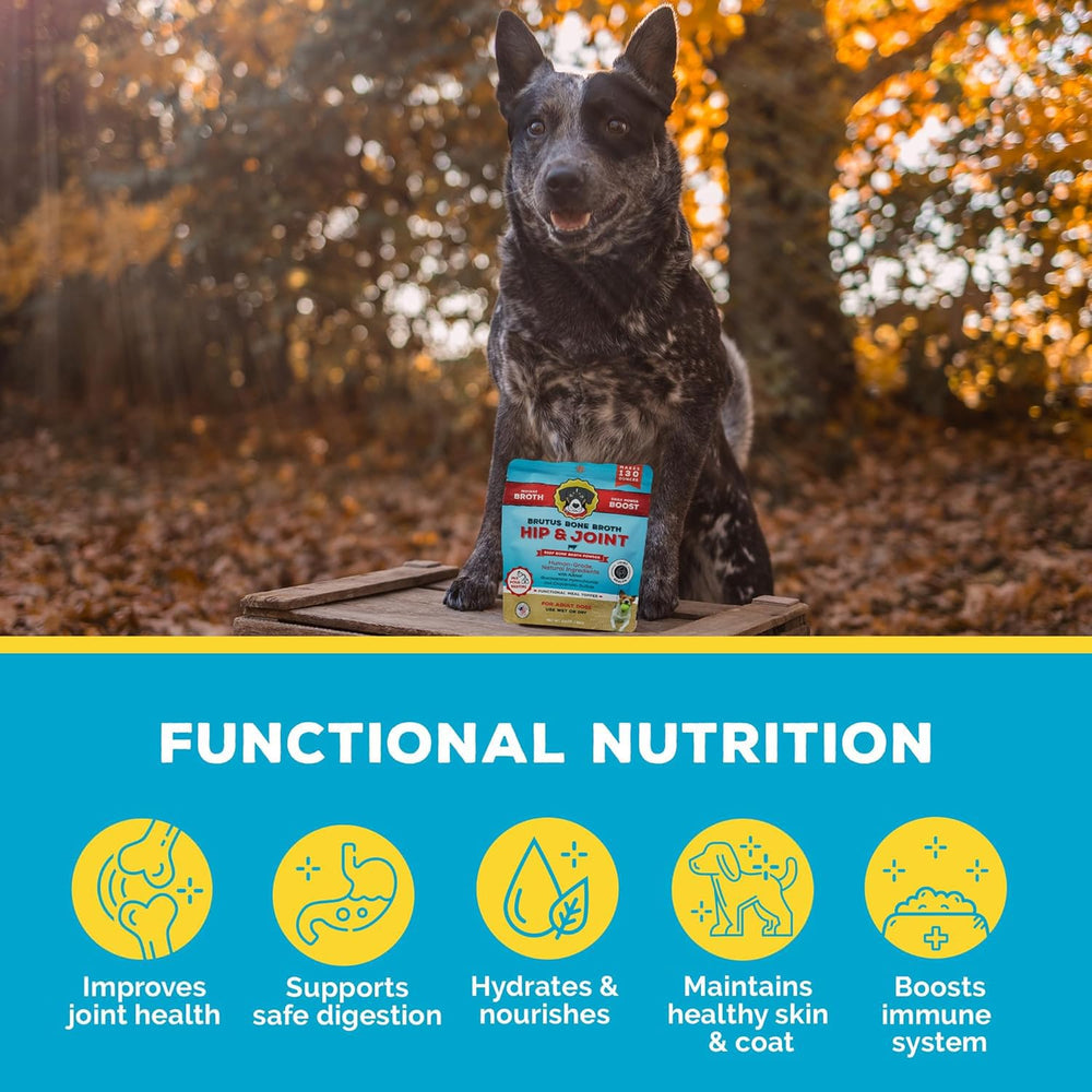 Brutus Bone Broth Powder serving to a happy dog as meal topper.
