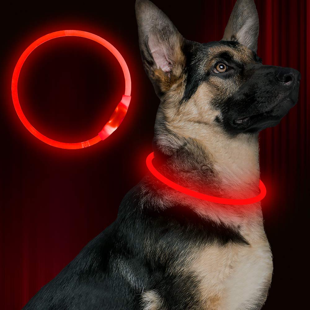 BSEEN LED dog collar red worn by a dog at dusk for high visibility