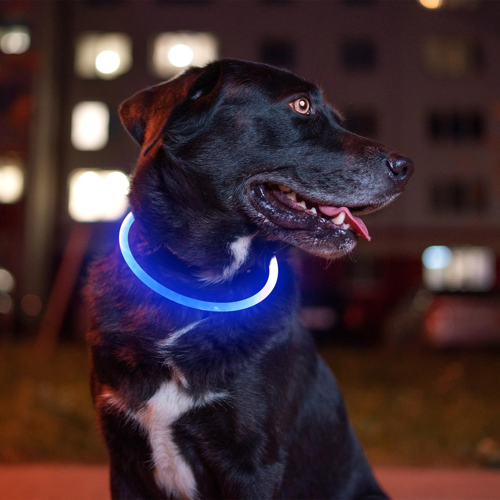 BSEEN Light Up Dog Collar blue push-button control demonstrated for easy use