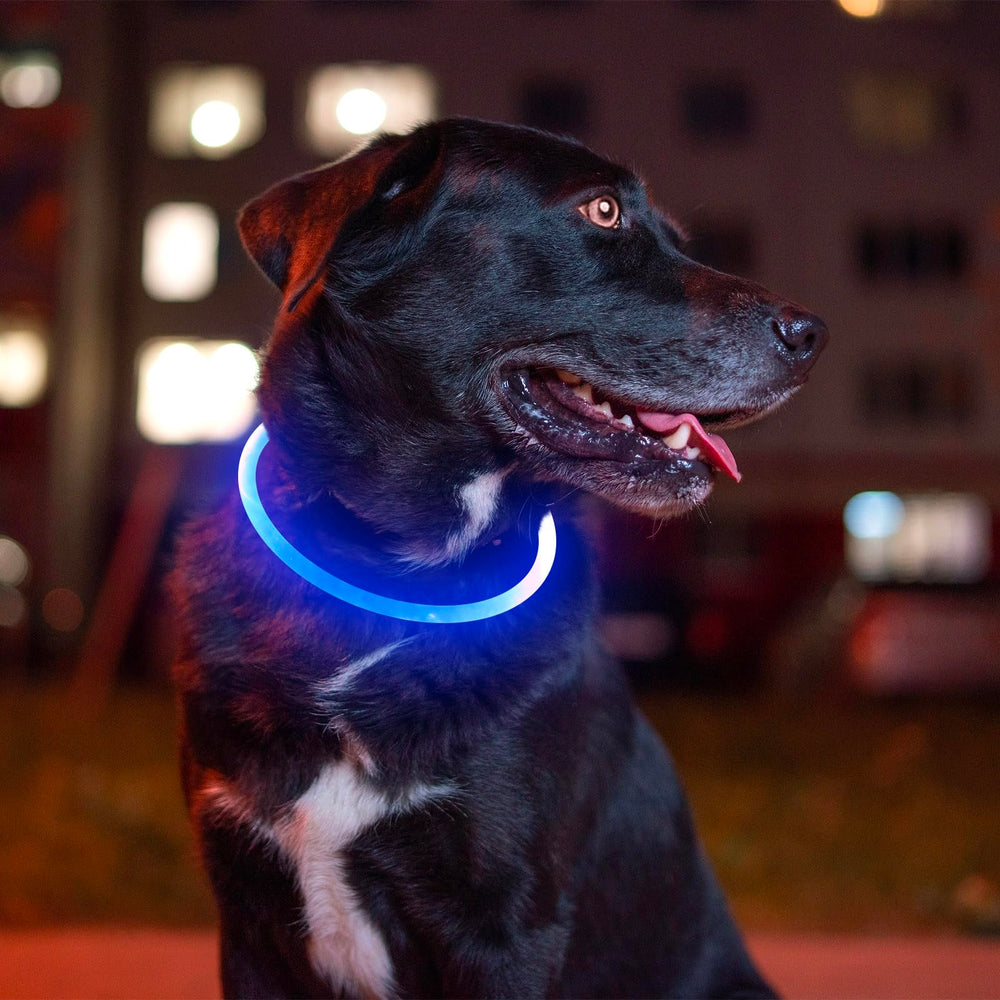 BSEEN Light Up Dog Collar blue push-button control demonstrated for easy use