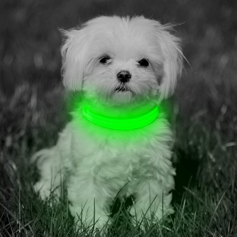 BSEEN Light Up Dog Collar green ideal for puppies at dusk.