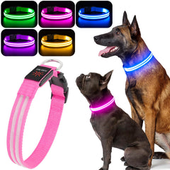 BSEEN Light Up Dog Collar glows on a dog at dusk for safer night walking.