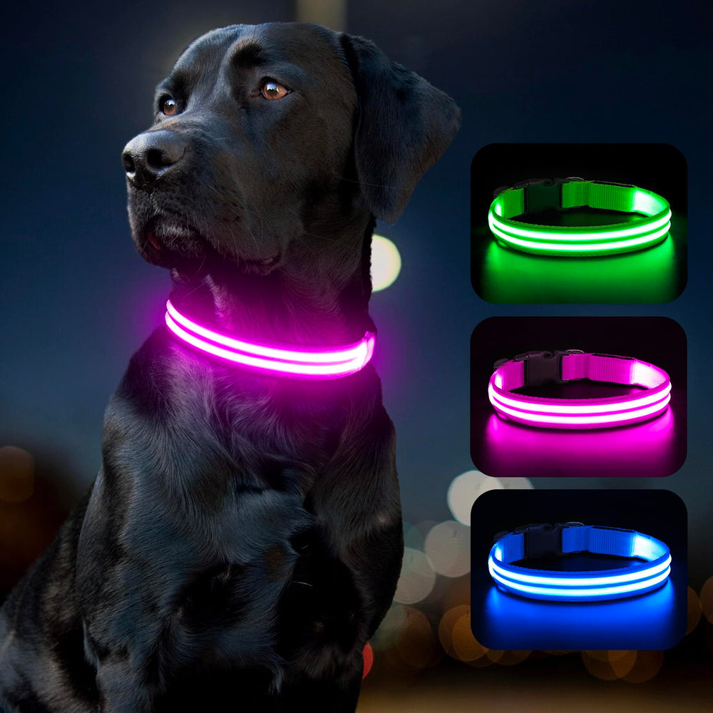 BSEEN LED dog collar ready for new adventures with your pet.