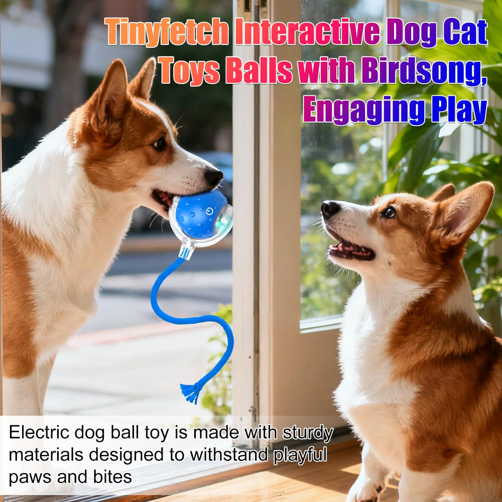 BSolus TinyFetch pet playtime with dog and cat in home setting