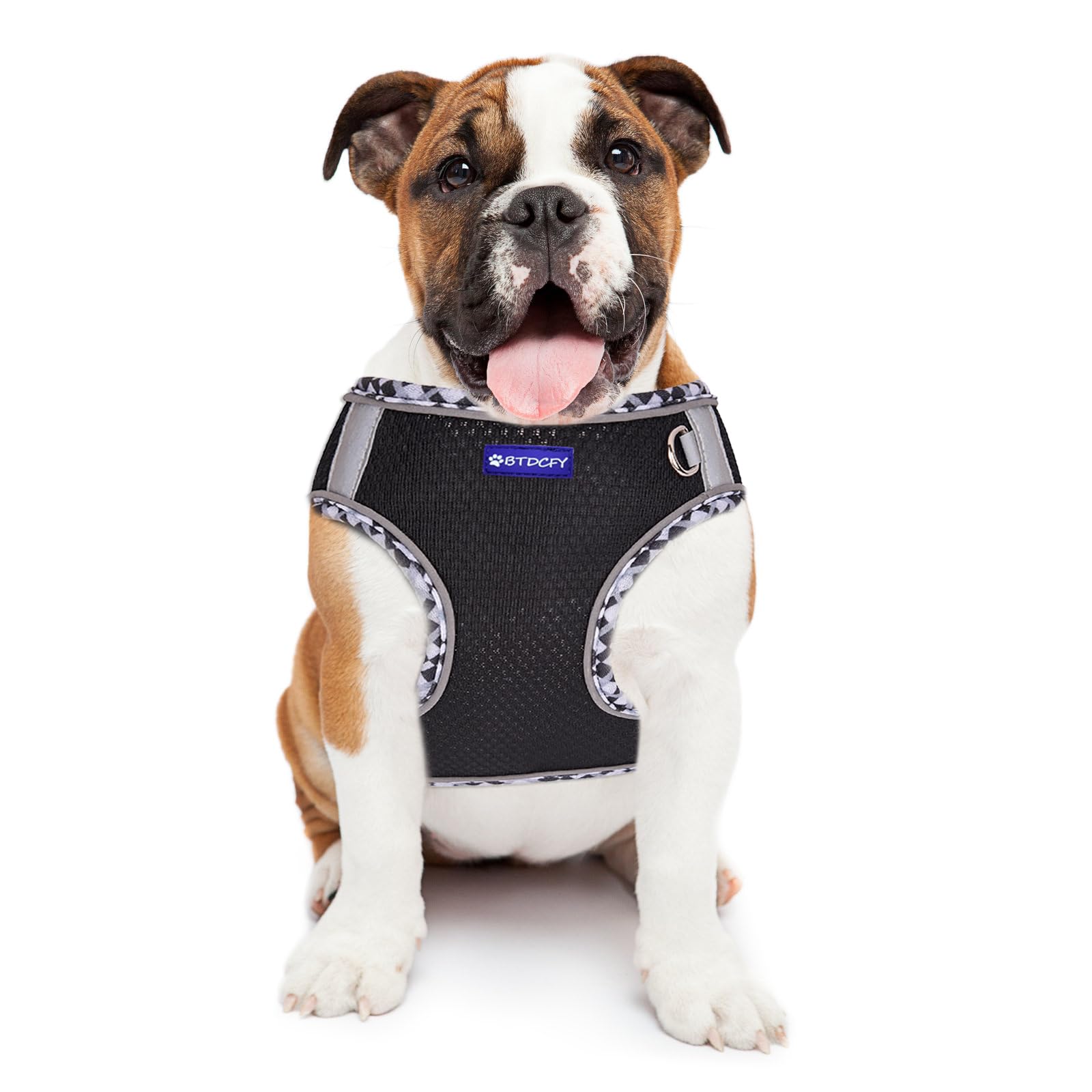 BTDCFY Harness and leash set shown for walking comfort and mobility.