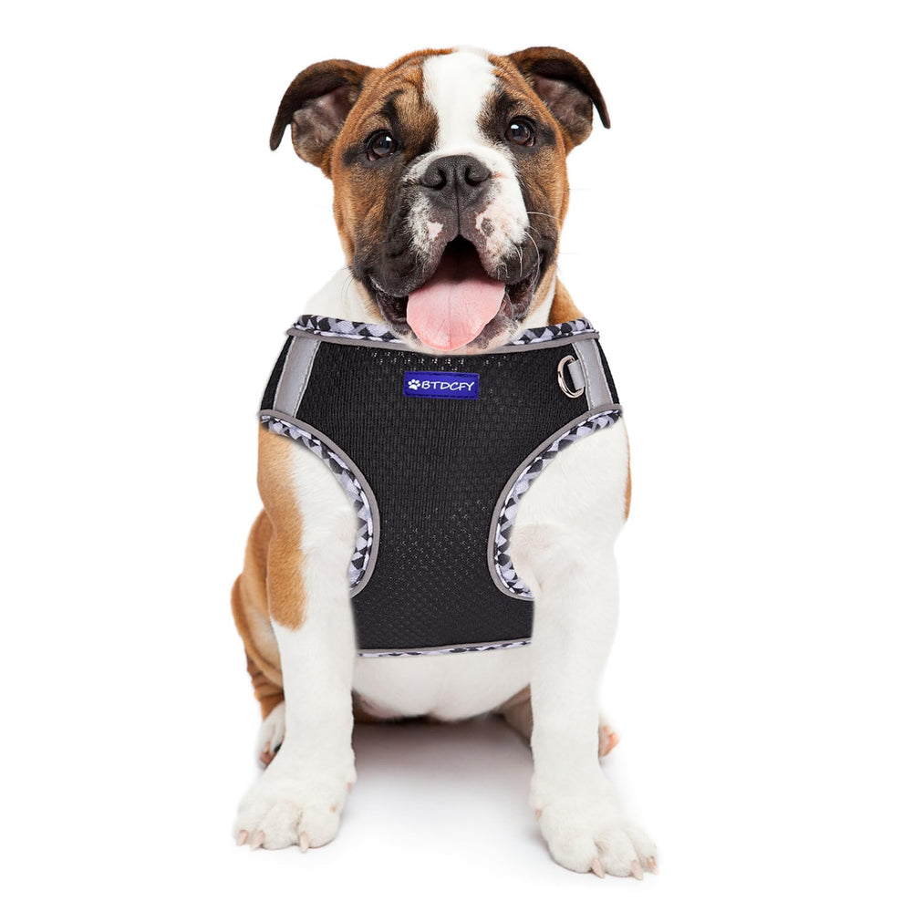 BTDCFY Harness and leash set shown for walking comfort and mobility.