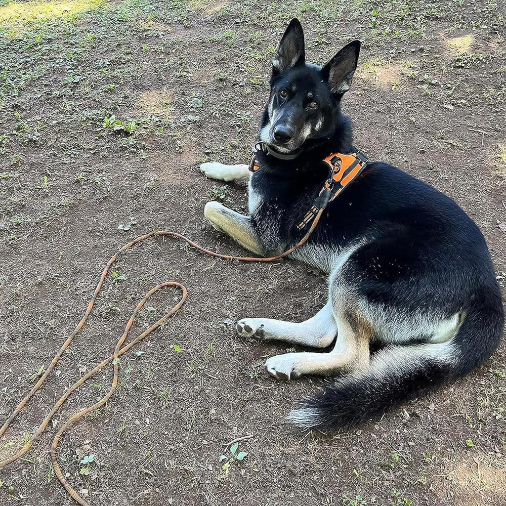 BTINESFUL dog tie-out rope escape-proof feel aids secure outdoor tethering.