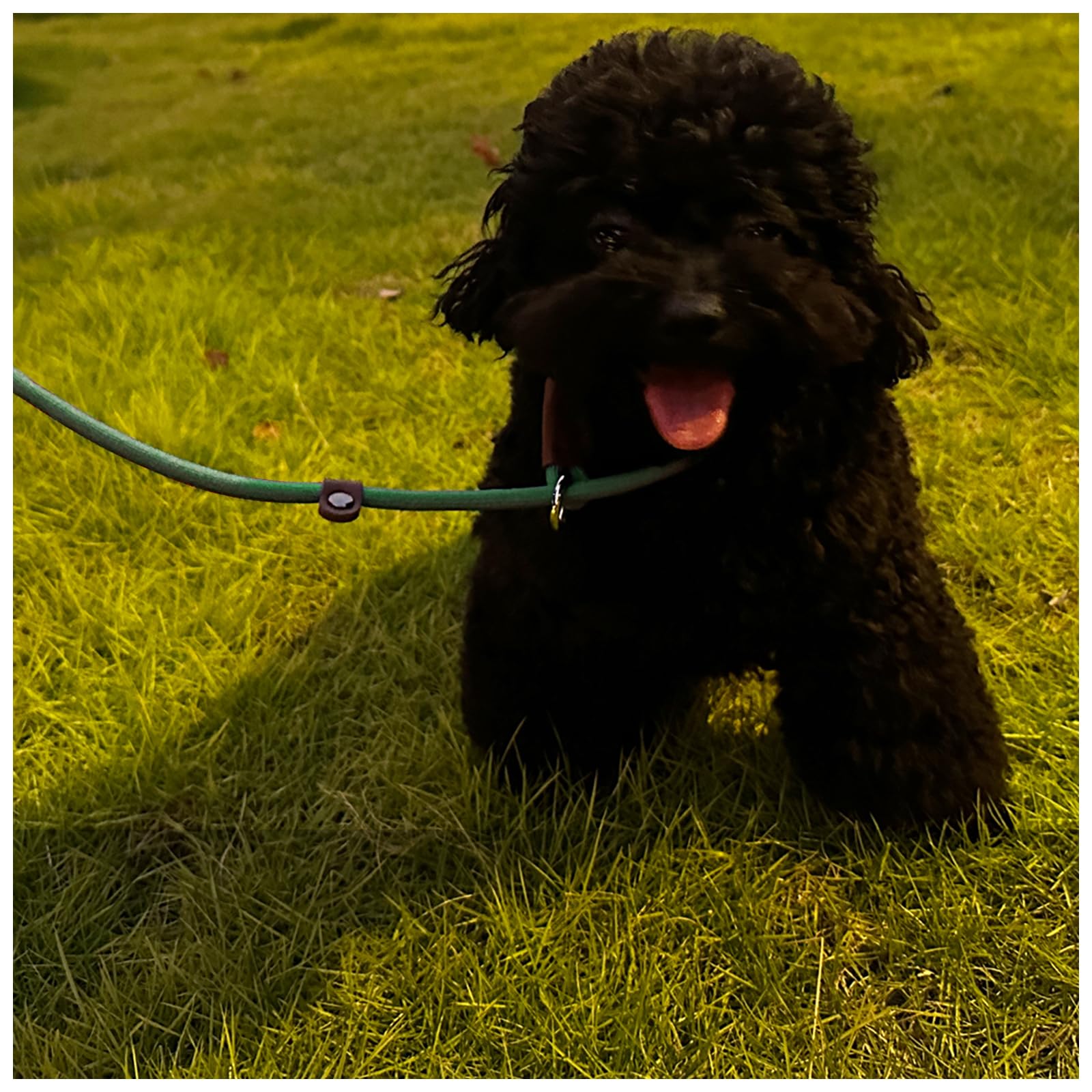 BTINESFUL dog walking training leash designed for daily outdoor routines.