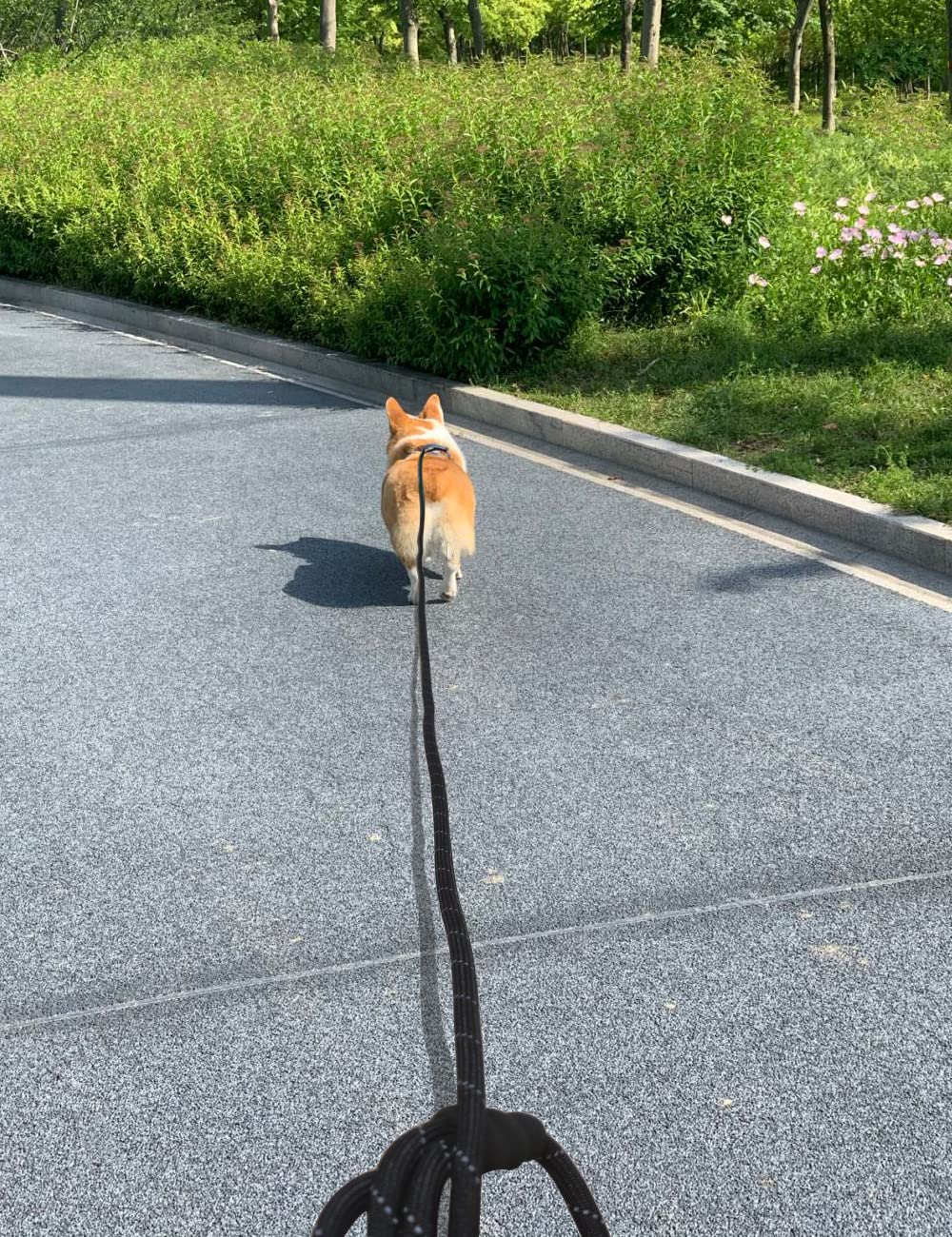 BTINESFUL long-leash setup supports walks and play for small to medium dogs.
