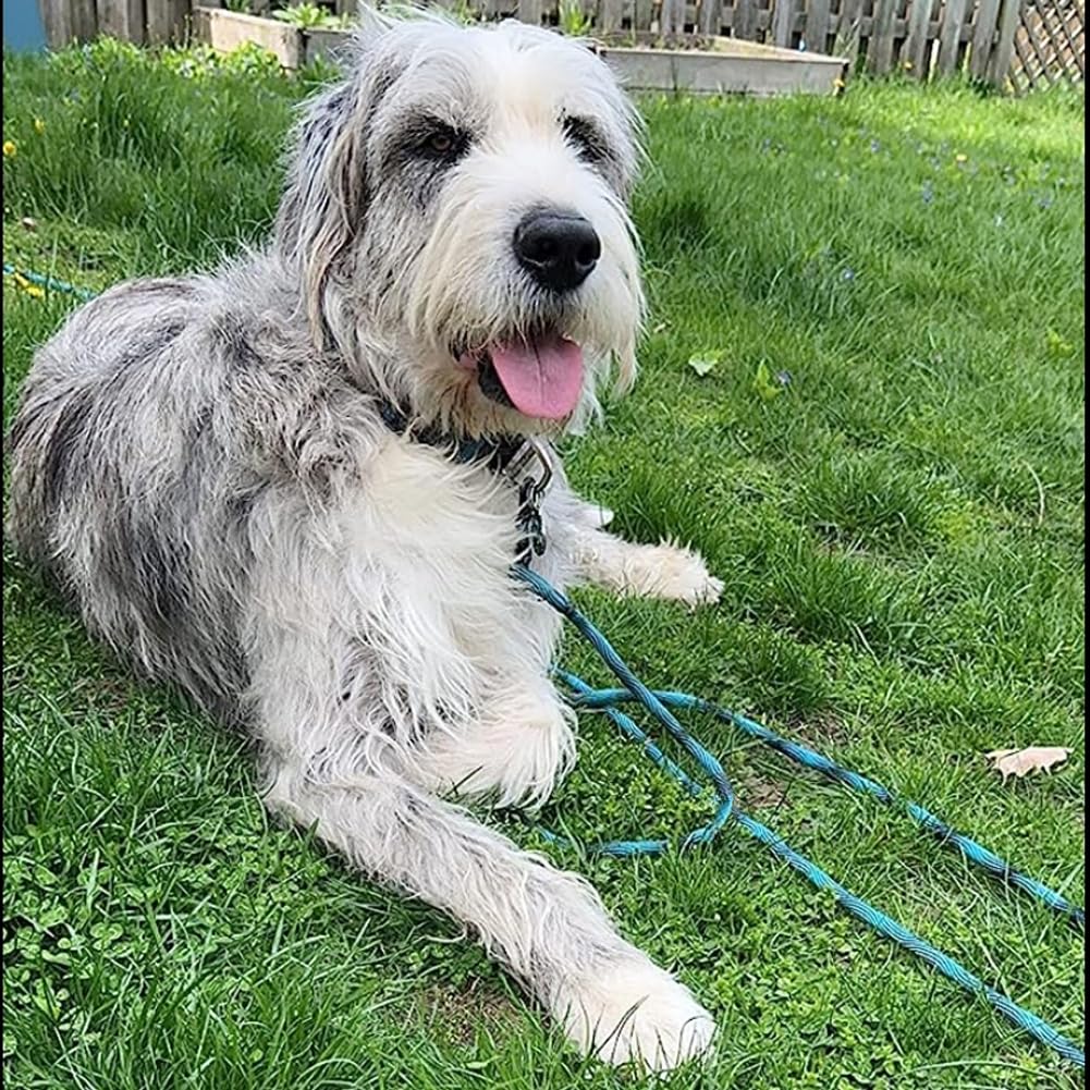 BTINESFUL outdoor-dog-tether-yard vivid color improves visibility across yard or park.