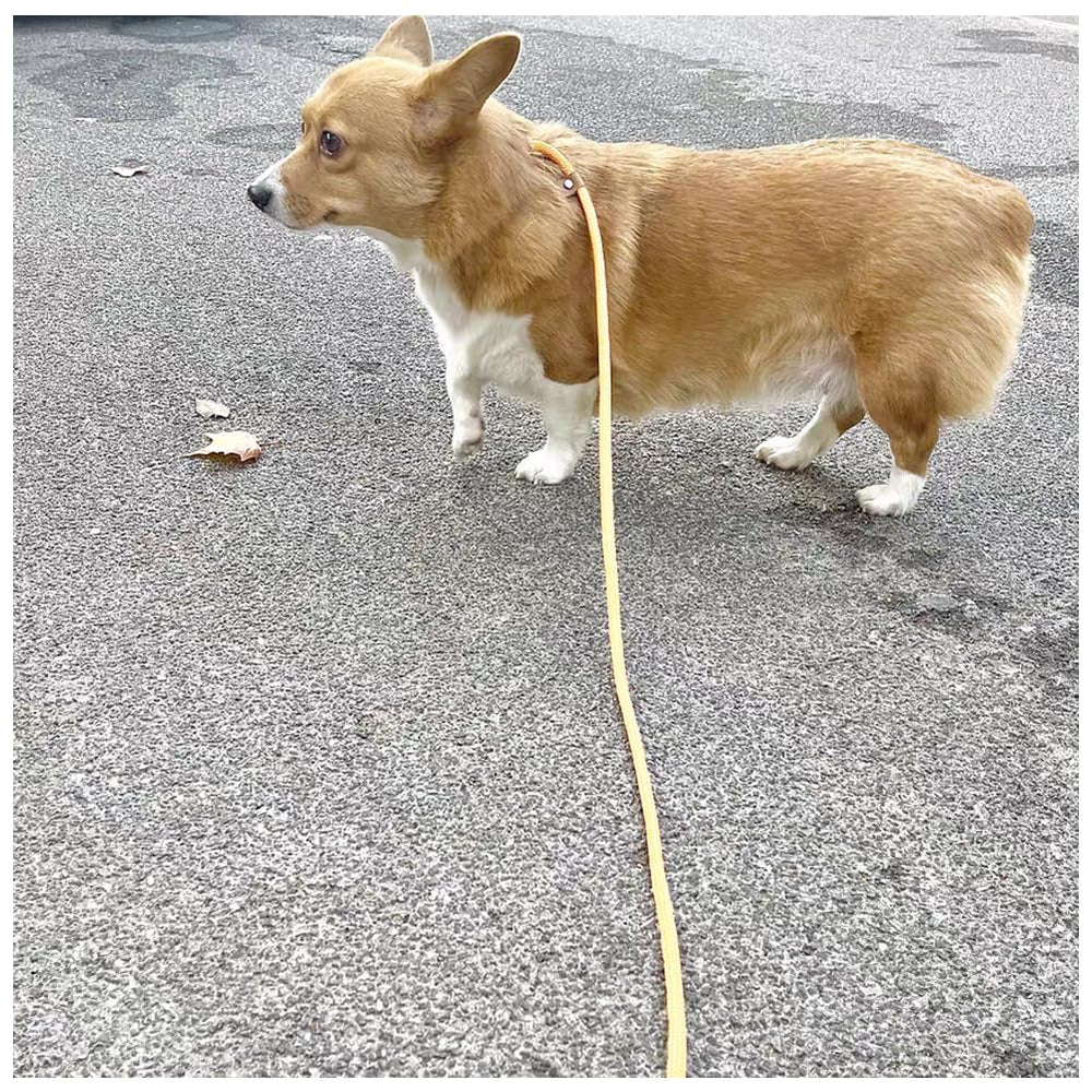 BTINESFUL slip lead 1/4-inch diameter leash for small dogs shown during training walks
