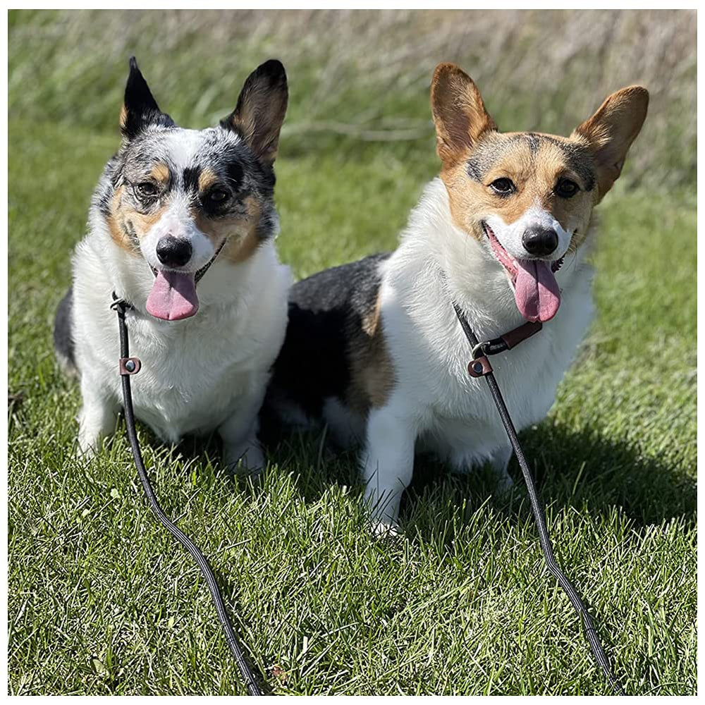 BTINESFUL 1/4-inch small-to-medium dogs close-up emphasizes appropriate sizing