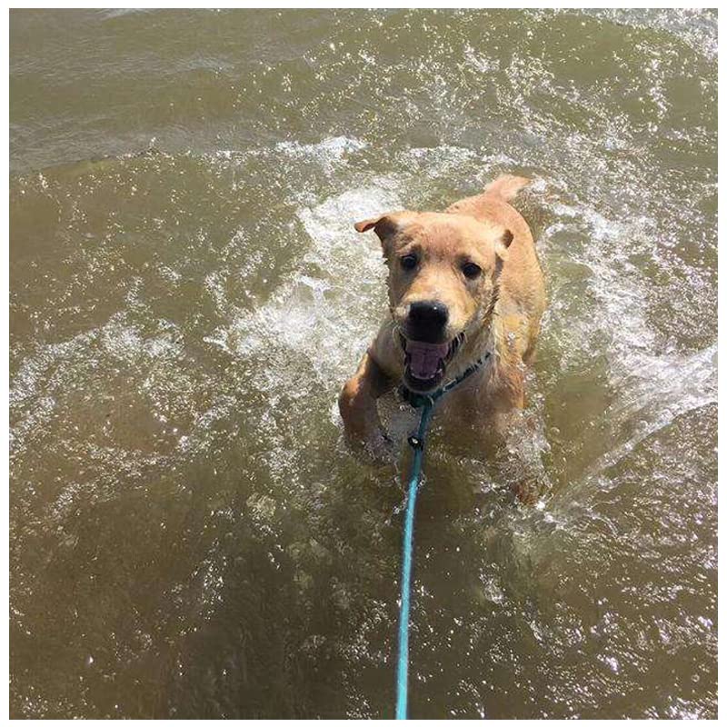 BTINESFUL slip lead in action during a park training session.