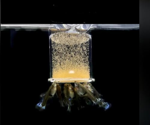 Bubble Magus artemia cysts hatching demonstrating ready nauplii