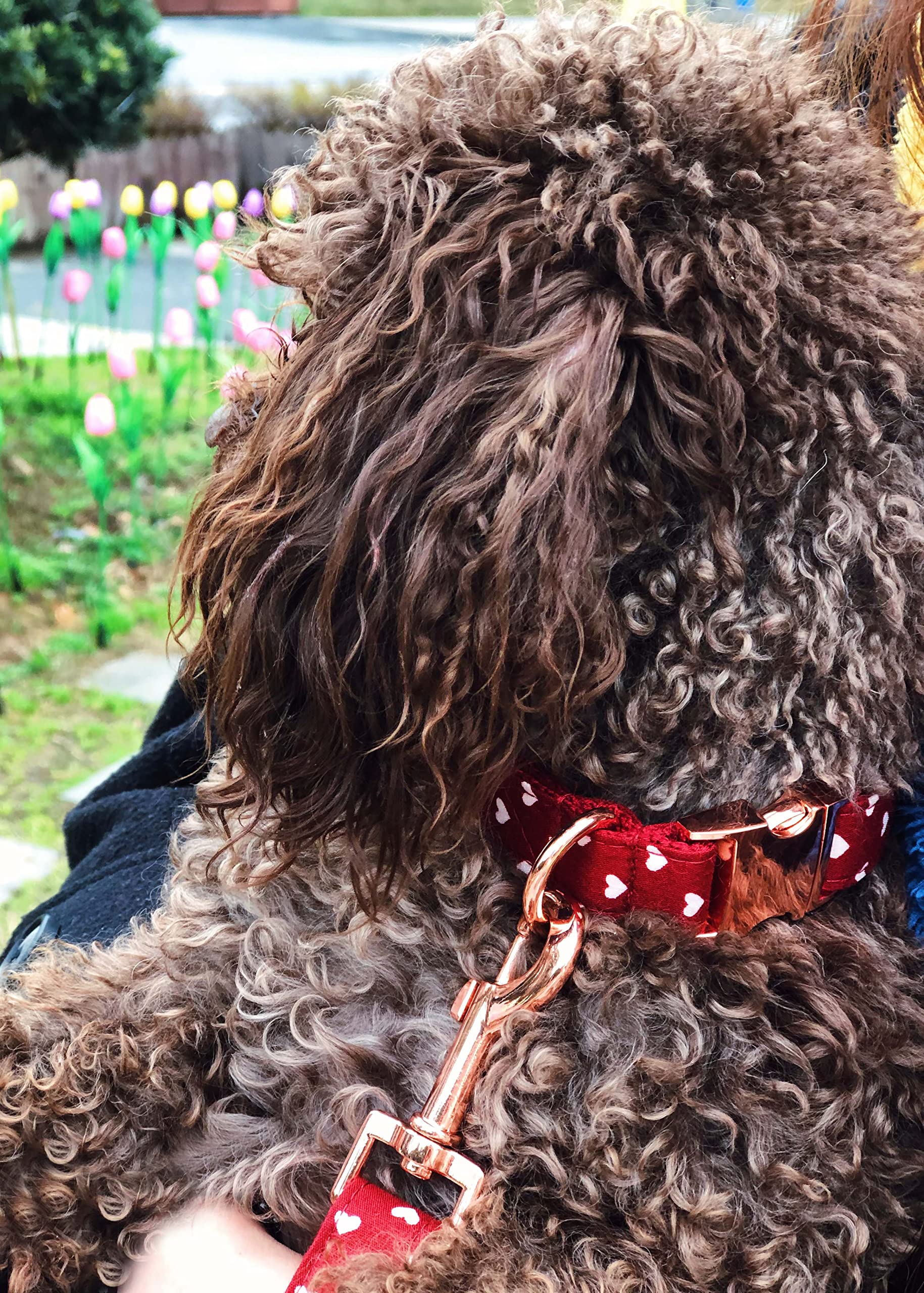 Bubblepup-dog-wearing-collar-leash shows daily comfort during walks.