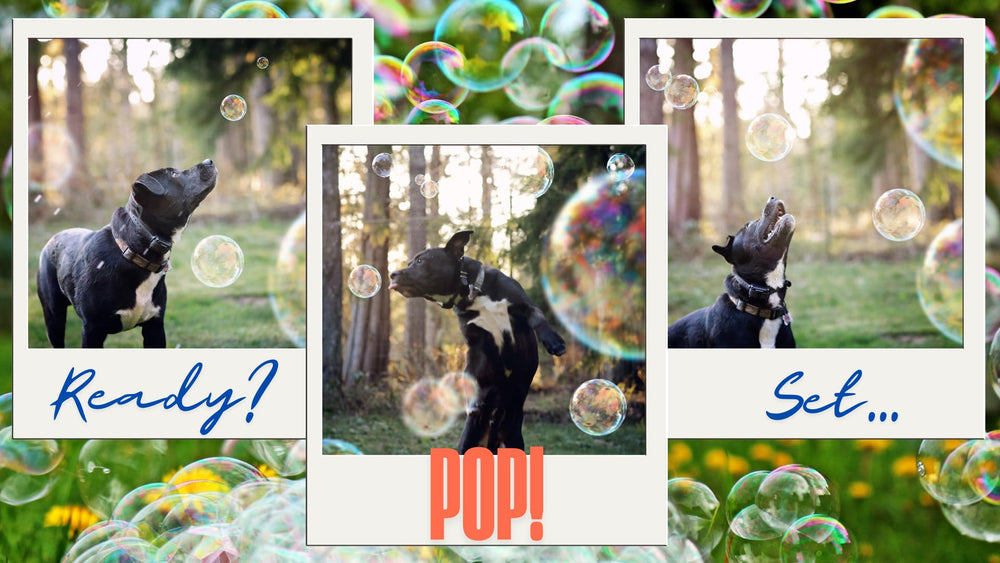 Bubbletastic bacon bubbles play closeup shows dogs chasing floating bubbles for active exercise.